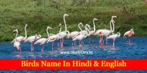 birds-name-in-hindi