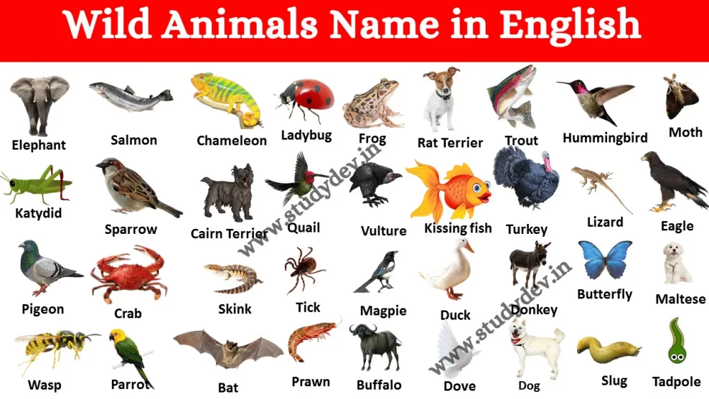 20-Wild-Animals-Name-In-Hindi